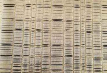 Papel de parede